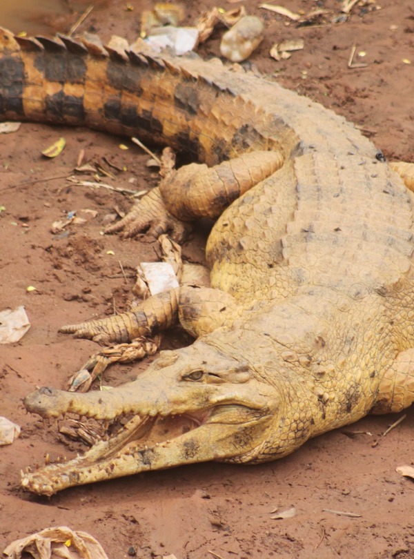 West African Slender-snouted Crocodile basking at the bank of Tano River in Techiman, Ghana, courtesy Threatened Species Conservation Alliance
