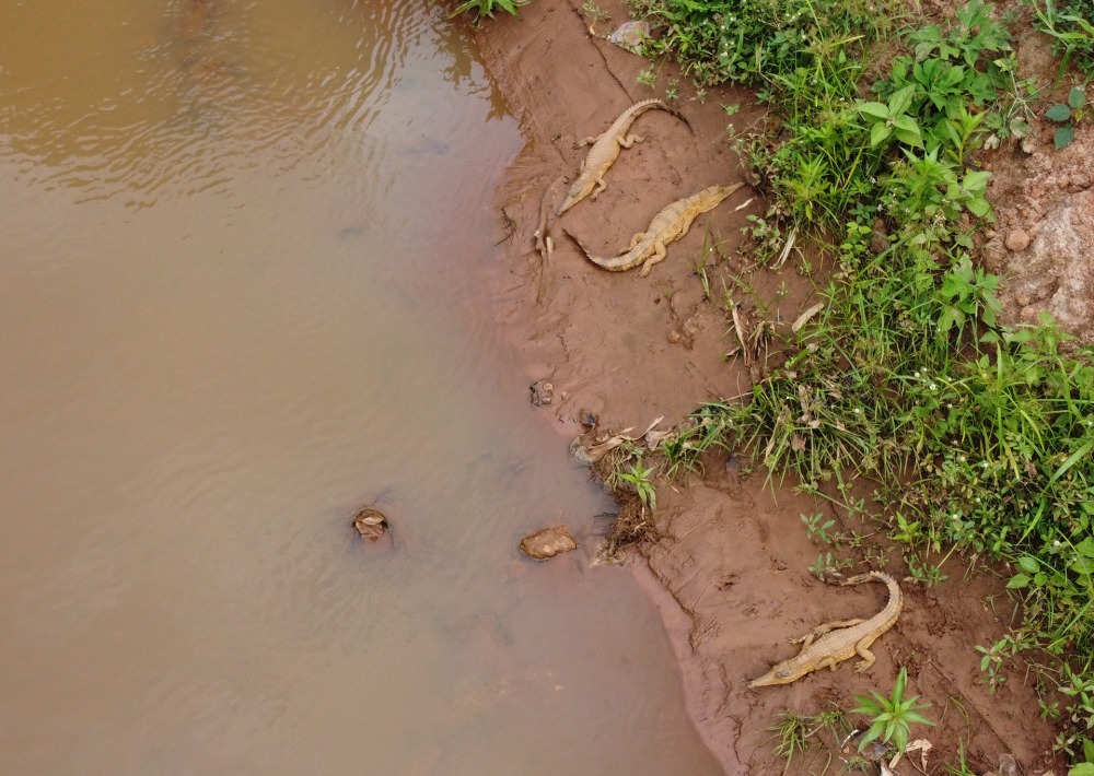 West African Slender-snouted Crocodiles bask on the banks of Tano River in Techiman, Ghana, courtesy Threatened Species Conservation Alliance