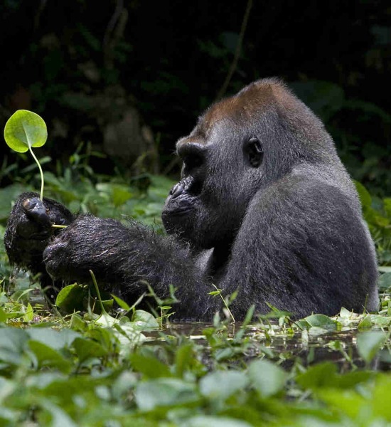 Western Gorilla