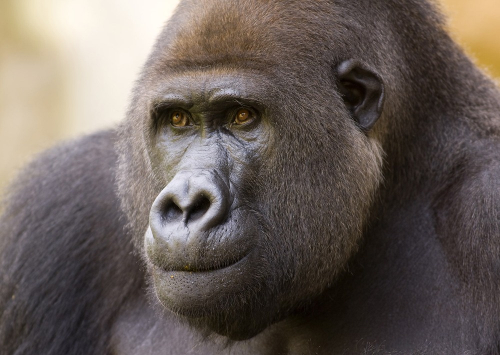 The Critically Endangered Western Gorilla