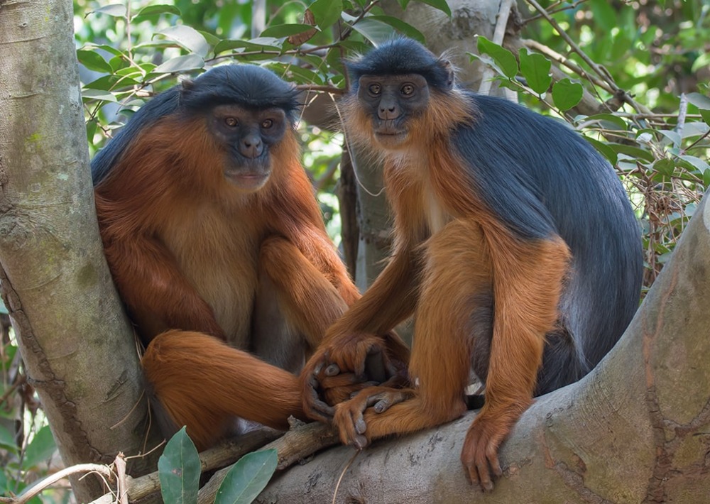Endangered male and female Western Red Colobus Monkeys
