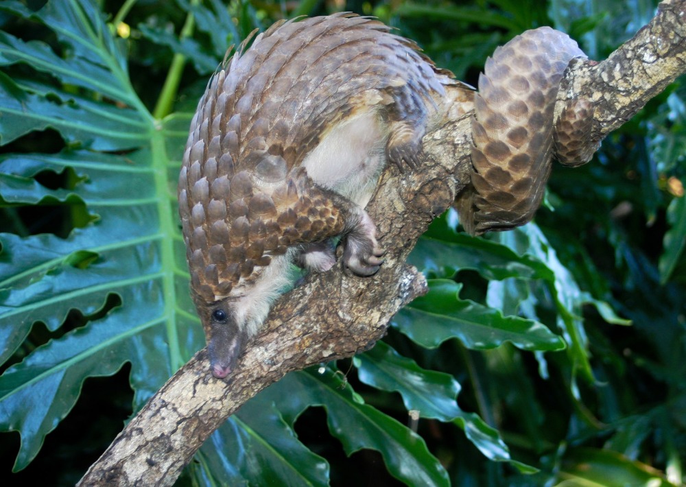 White-bellied Tree Pangolin, by Justin Miller/Wikimedia Commons