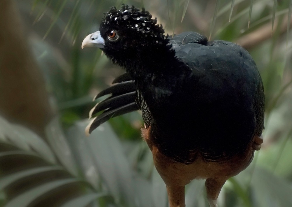 Colombia's Blue-billed Curassow, by Wolfehr