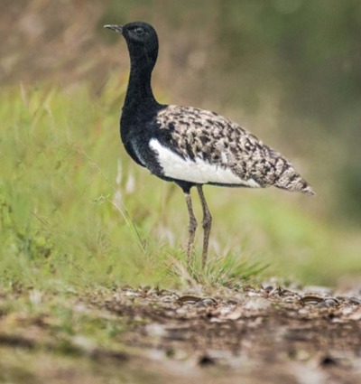 Bengal Florican