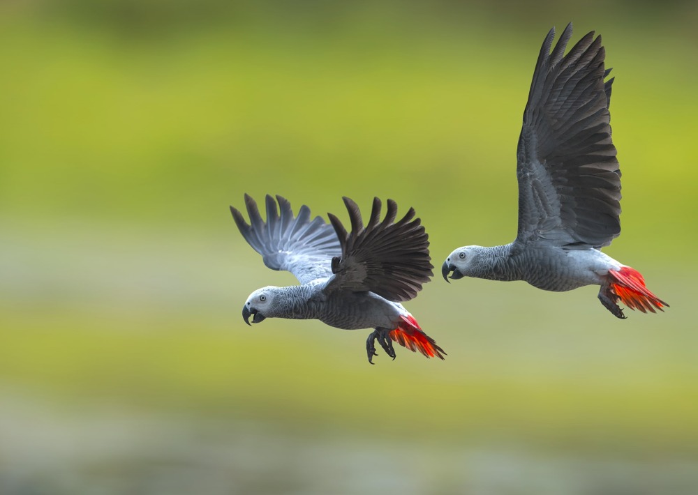 Endangered African Grey Parrots, by Superstjern