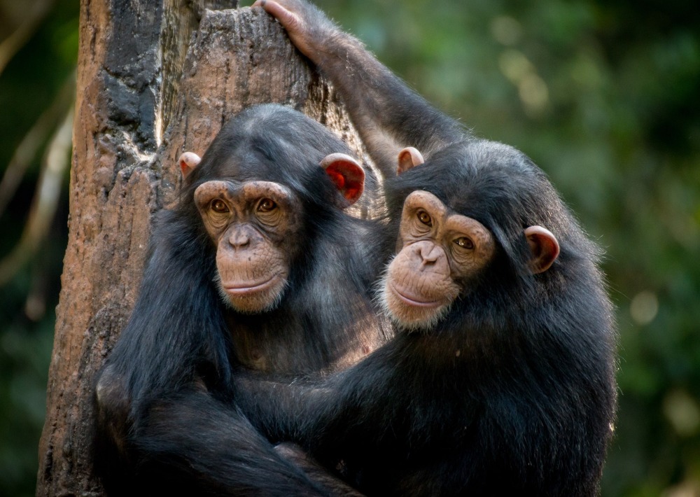 Endangered Chimpanzees, by Gerdie Hutomo