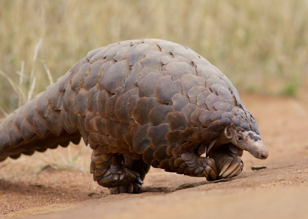 Chinese Pangolin, by David Brossard