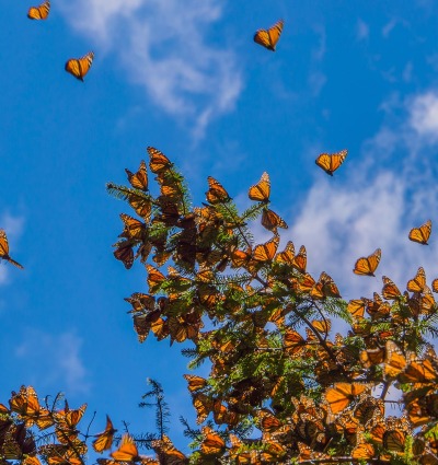 Endangered Monarch butterflies cluster on a tree