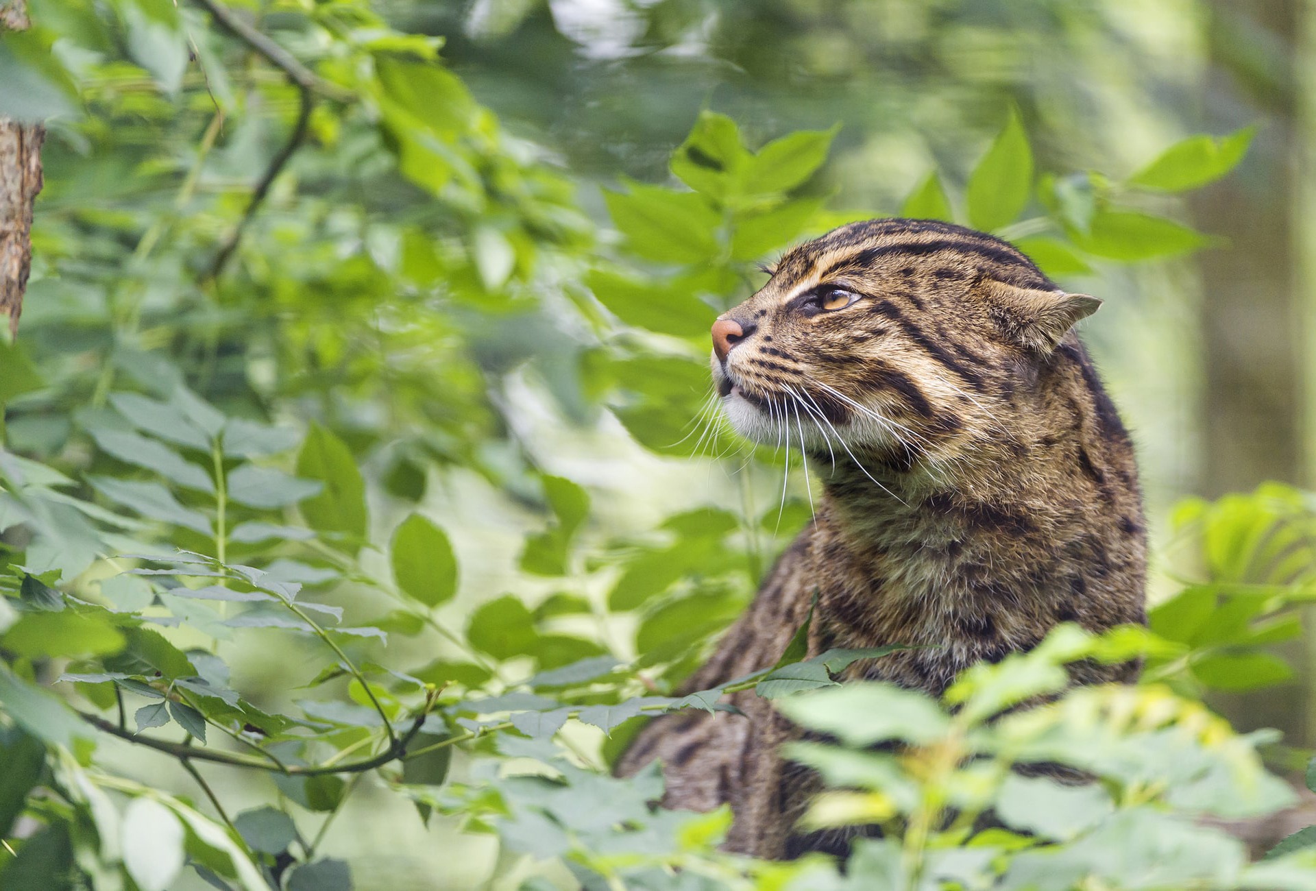 The Endangered Fishing Cat, by Tambako
