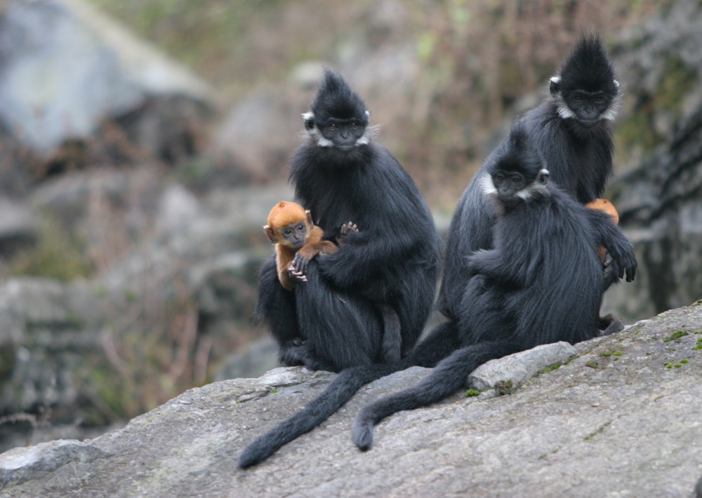 Francois' Langur. Credit to Xu Jianming