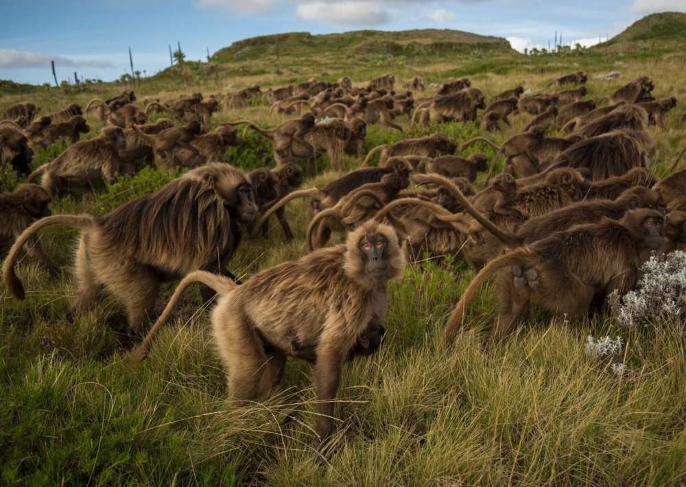 Group of Geladas in Ethiopia, by Jeff Kerby