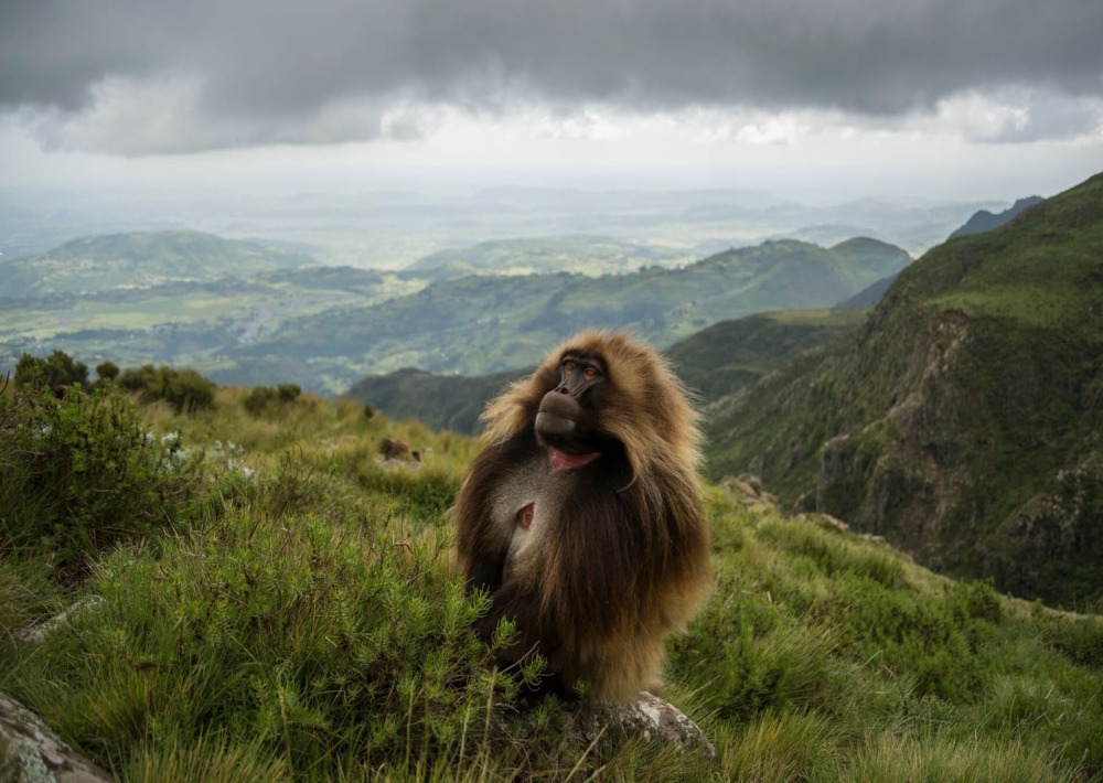 The Gelada of Ethiopia, by Jeff Kerby
