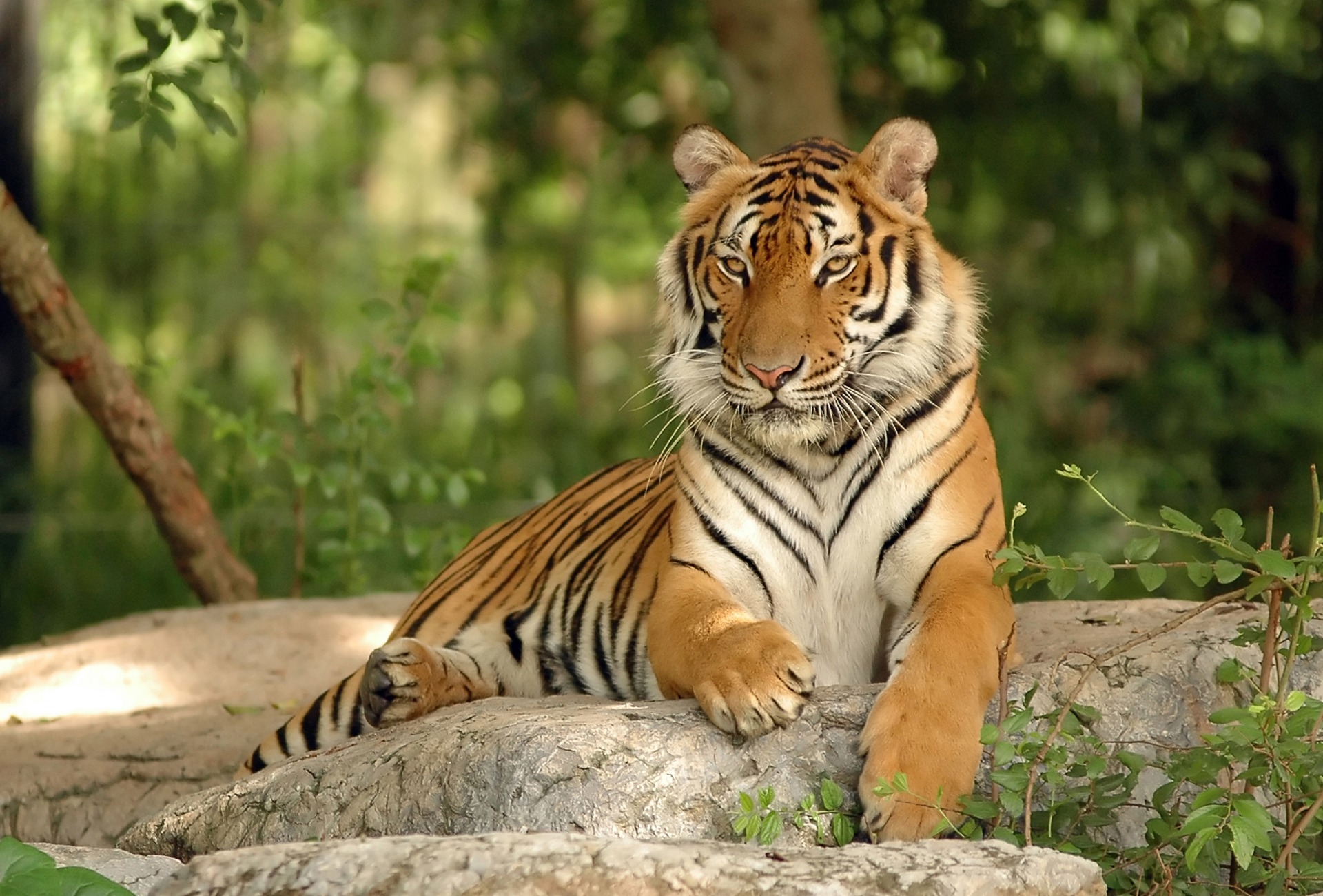 The Endangered Indochinese Tiger