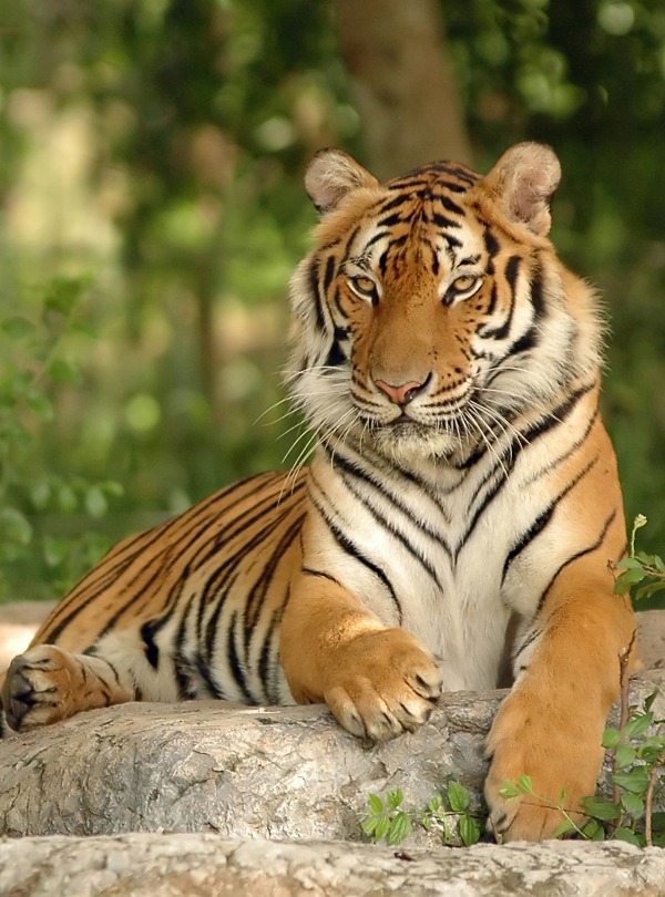 The Endangered Indochinese Tiger