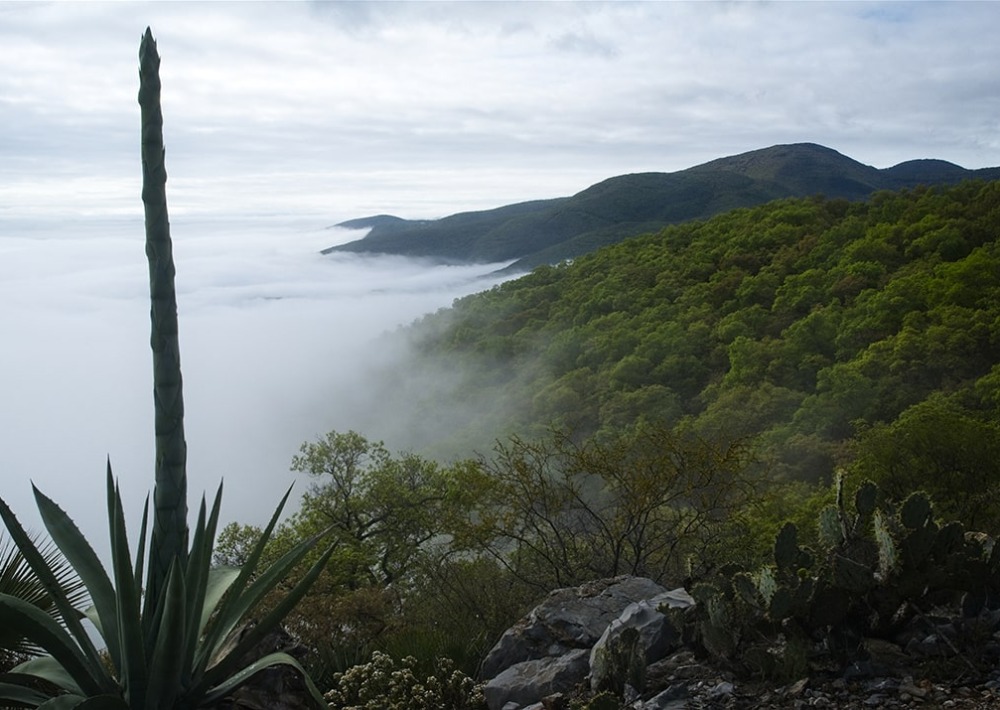 Landscape of the Monarch Corridor, courtesy of Pronatura Noreste