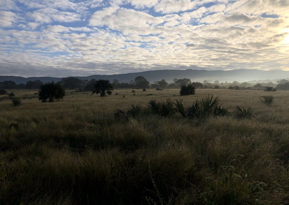 Landscape of the Monarch Corridor, courtesy of Pronatura Noreste