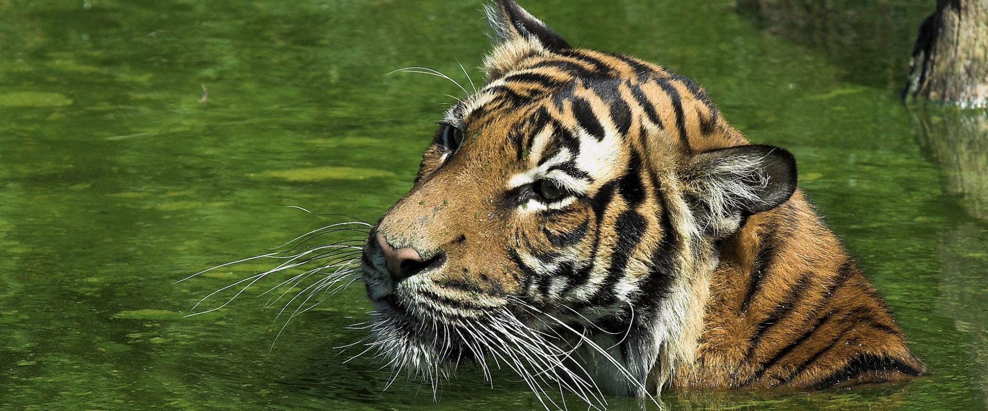 A swimming Malayan Tiger, by Hans Stieglitz