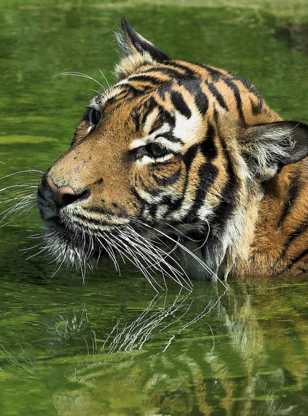 A swimming Malayan Tiger, by Hans Stieglitz