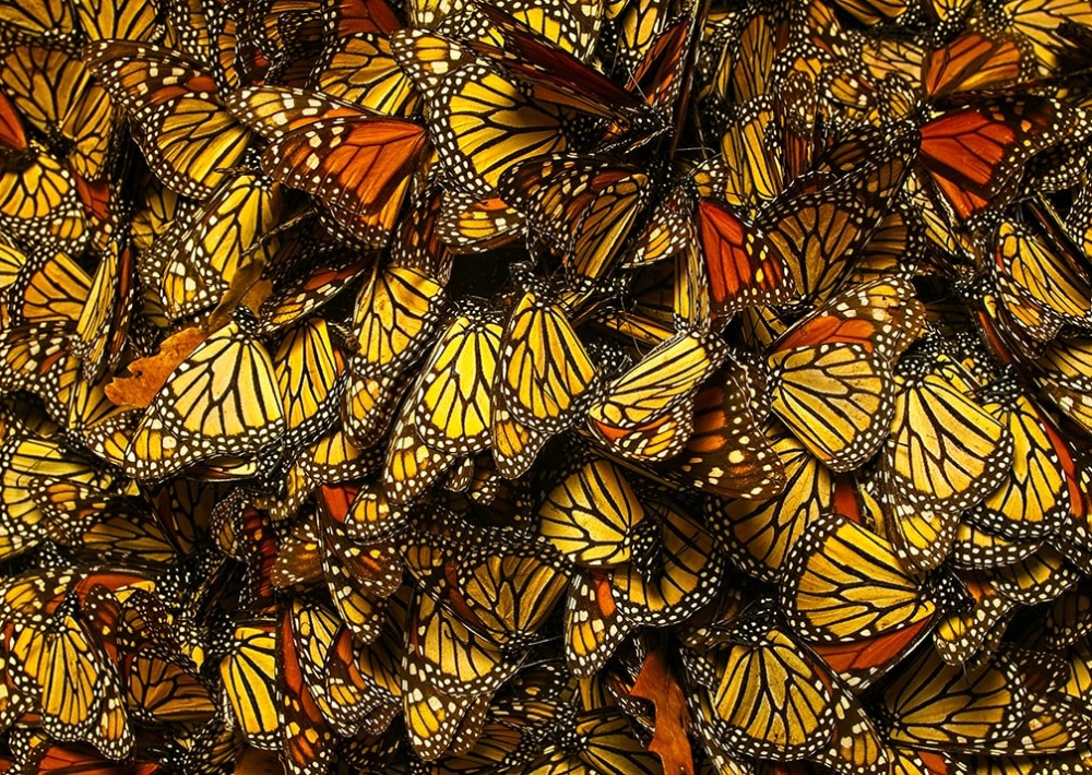 Monarchs gather in the Monarch Corridor, by Pronatura Noreste