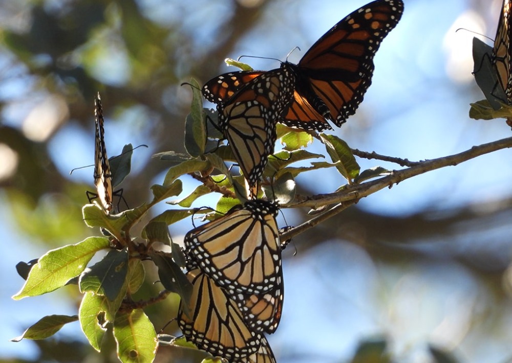 Monarchs gather in the Monarch Corridor, by Pronatura Noreste