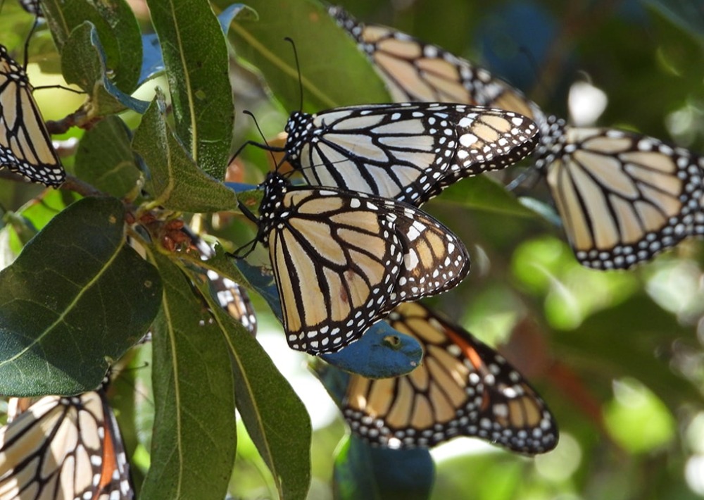 Monarchs gather in the Monarch Corridor, by Pronatura Noreste