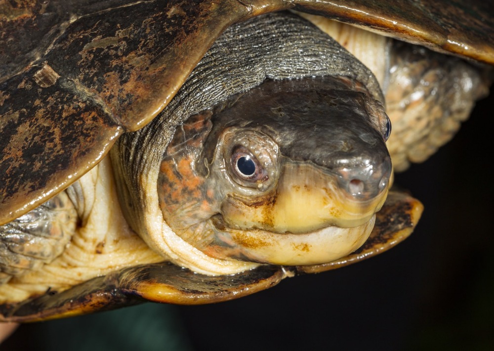 The Palawan Forest Turtle, courtesy of N. Cegalerba and J. Szwemberg