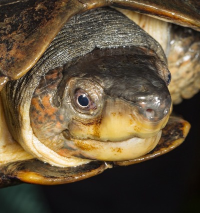 The Palawan Forest Turtle, courtesy of N. Cegalerba and J. Szwemberg