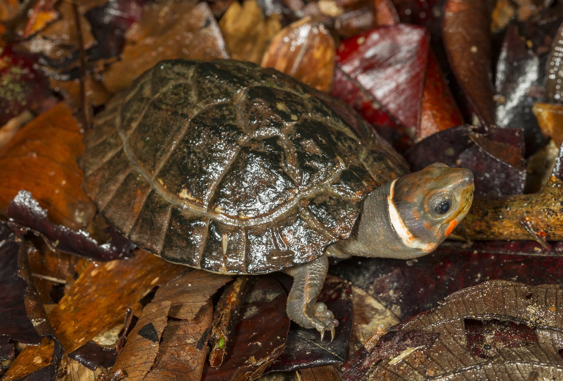 The Palawan Forest Turtle, courtesy of N. Cegalerba and J. Szwemberg