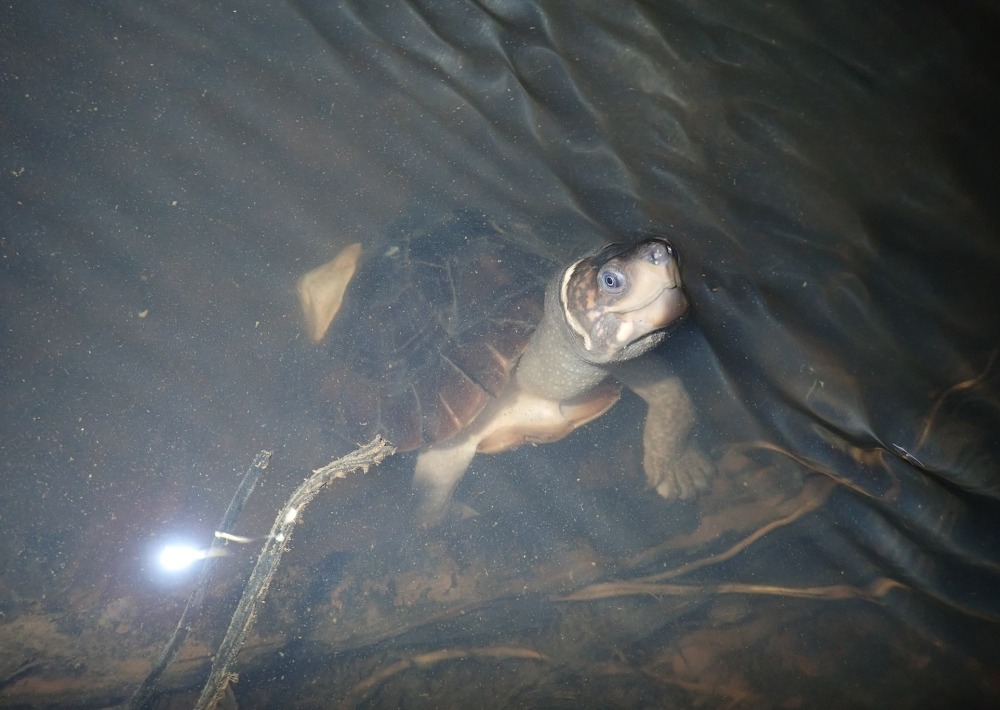 The Palawan Forest Turtle, courtesy of N. Cegalerba and J. Szwemberg