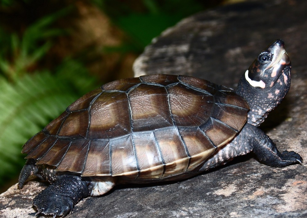 The Palawan Forest Turtle, courtesy of N. Cegalerba and J. Szwemberg