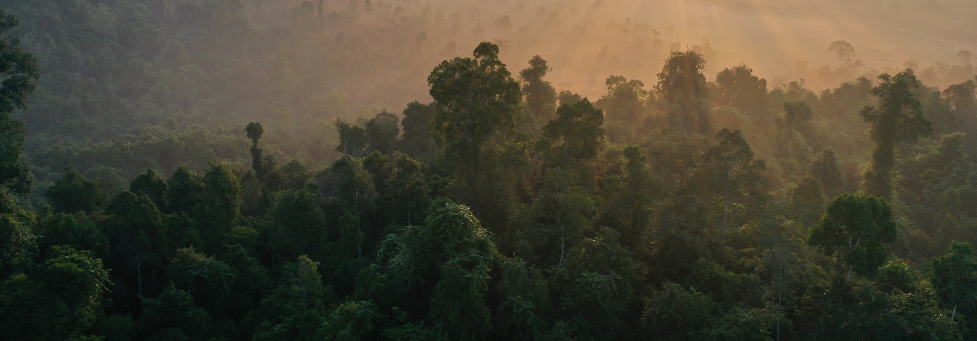 Rainforest Landscape