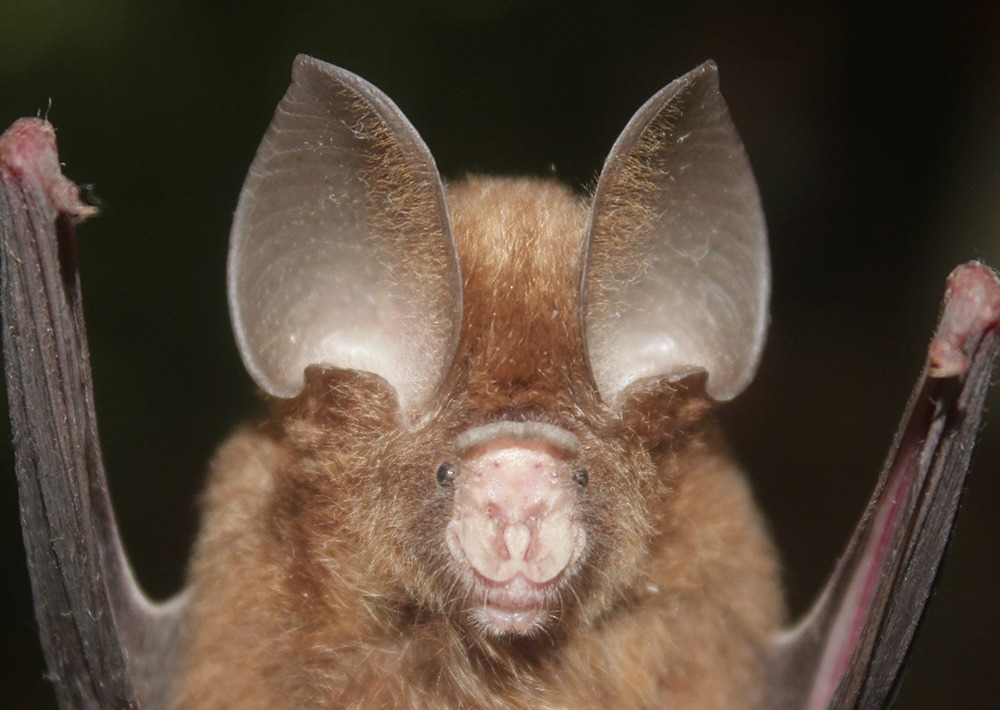 Short-tailed Roundleaf Bat, photo by Iroro Tanshi-SMACON