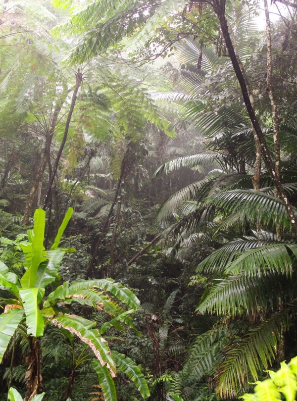 Sierra Palm Forest in Puerto Rico