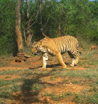 Tiger caught on camera trap, courtesy of WCS-India
