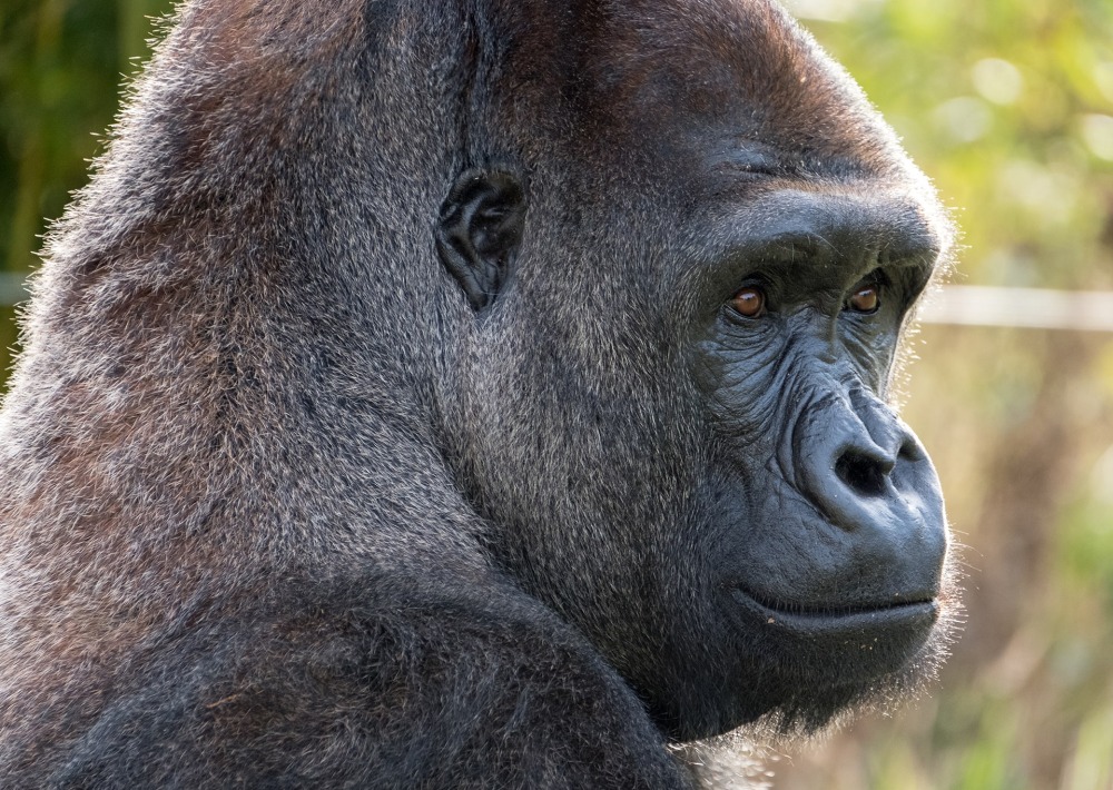 Western Lowland Gorilla, by Lois GoBe