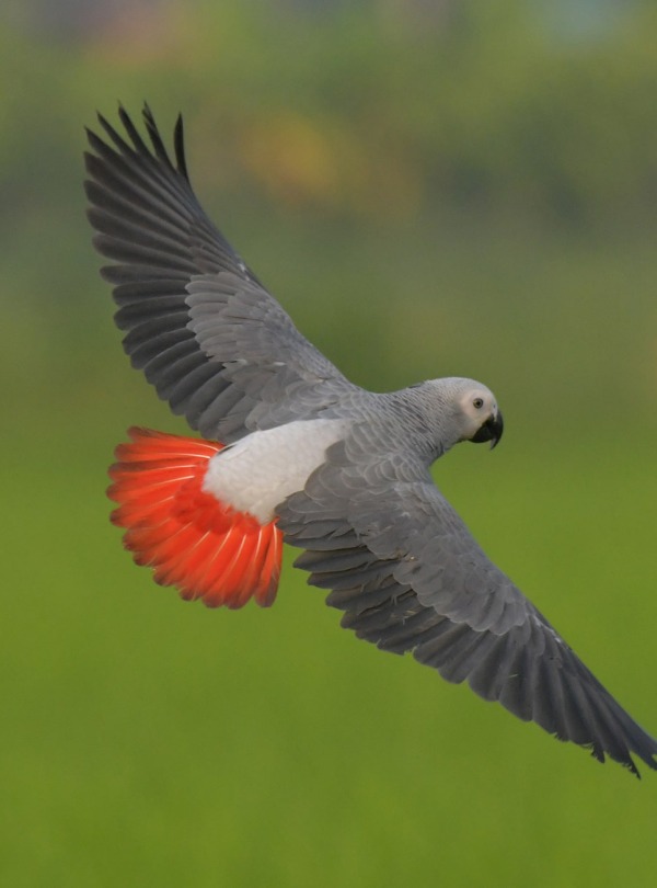 The African Grey Parrot, by Sanit Fuangnakhon