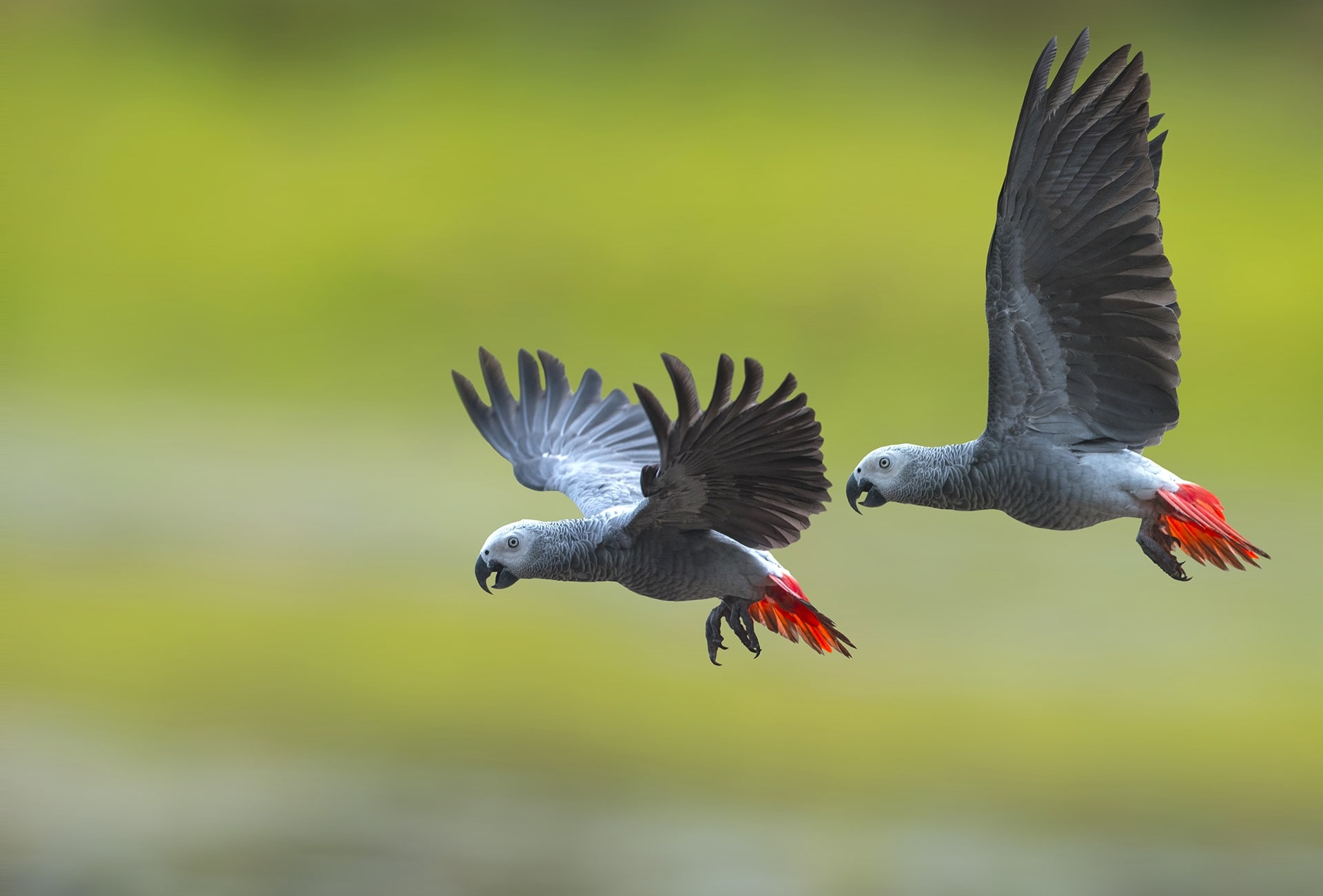 Endangered African Grey Parrots, by Superstjern