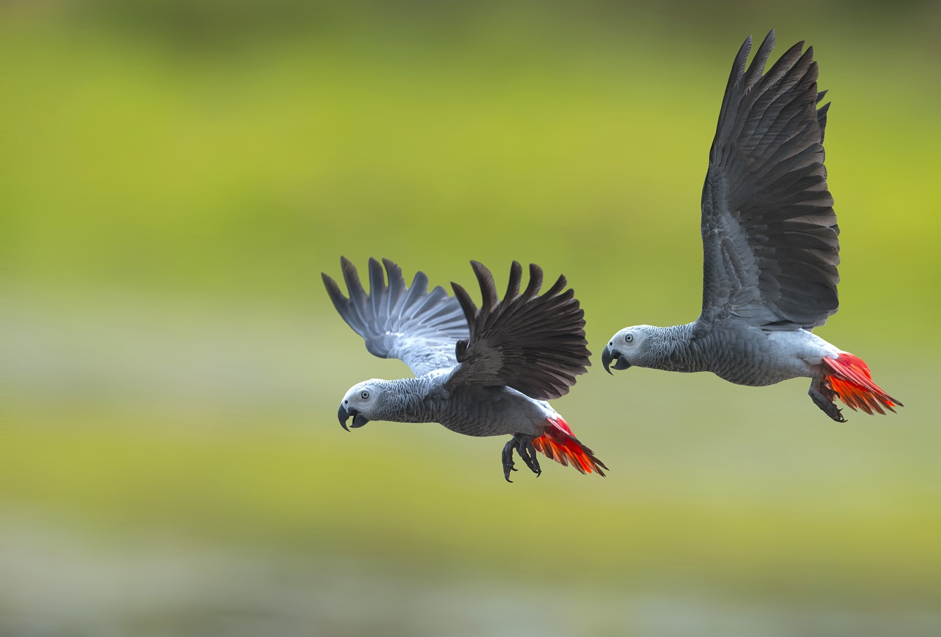 Endangered African Grey Parrots, by Superstjern