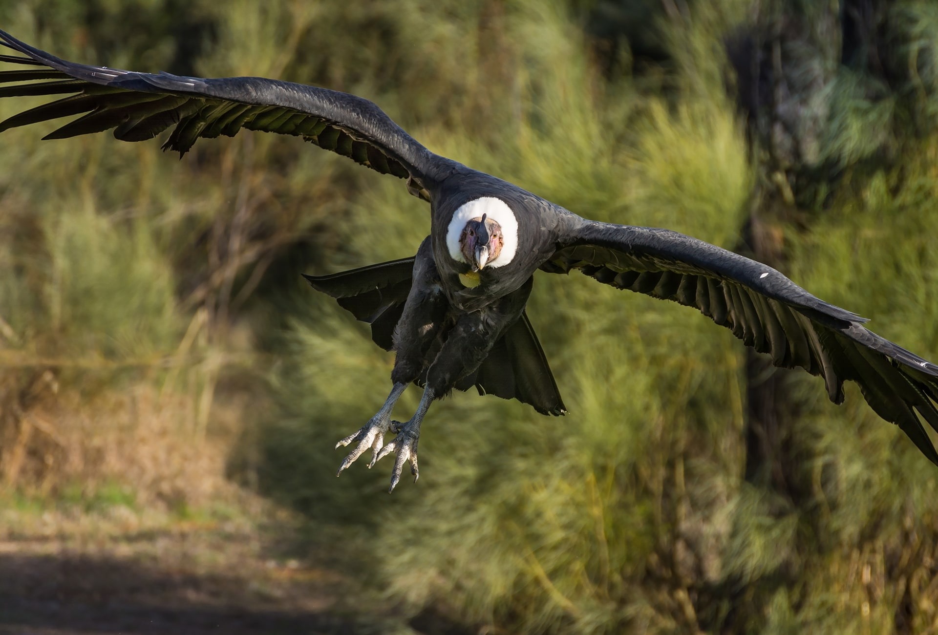 The Andean Condor, by Fominaya Photo
