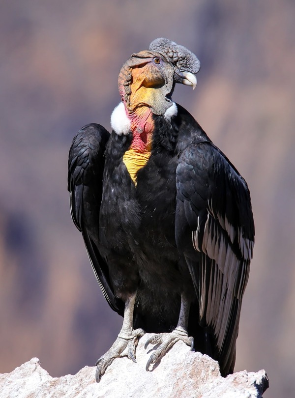 The Andean Condor, by Don Mammoser