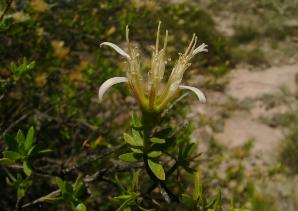 Famatinanthus decussatus, courtesy Natura International Argentina