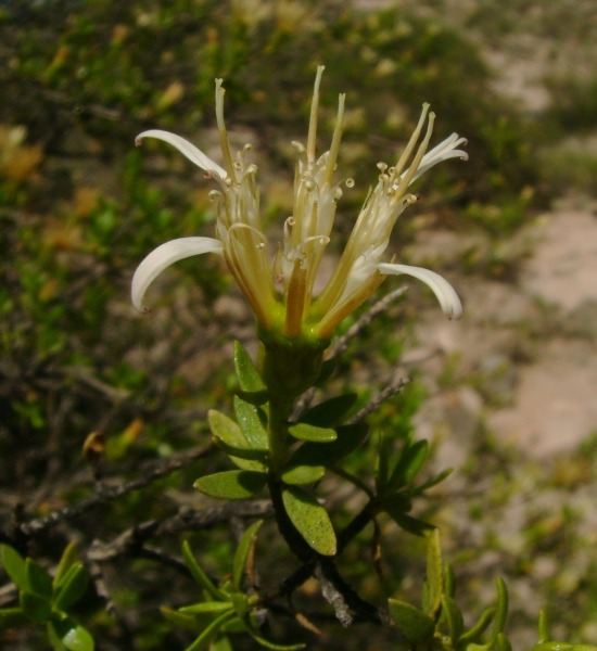 Famatinanthus decussatus, courtesy Natura International Argentina