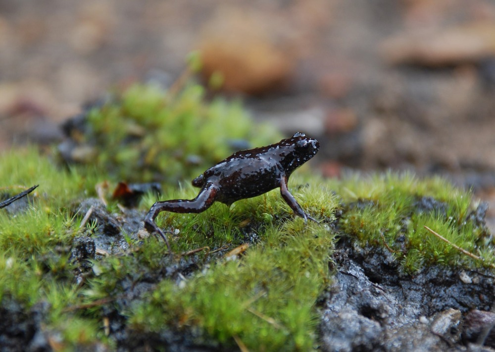 Rough Moss Frog, by Bionerds
