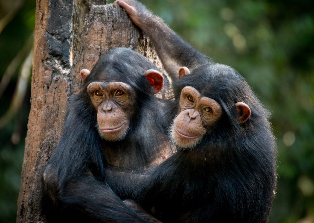 Chimpanzees, by Gerdie Hutomo