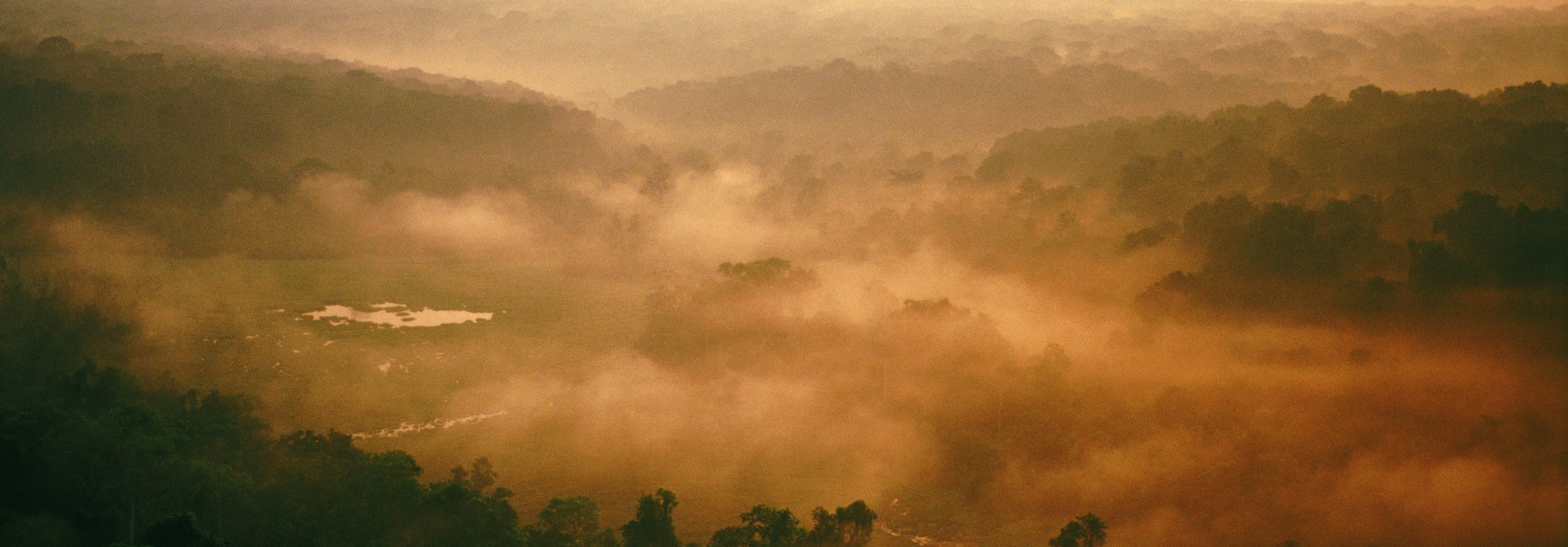 The Wild Chimpanzee Foundation – Rainforest Trust