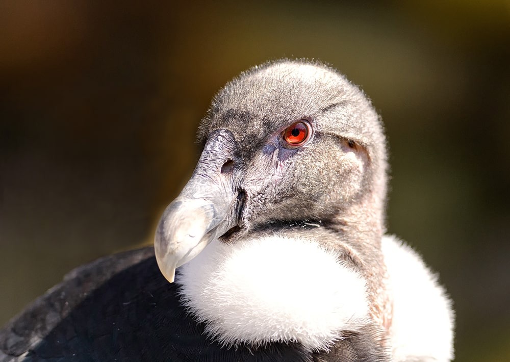 Andean Condor, by Eric Kilby