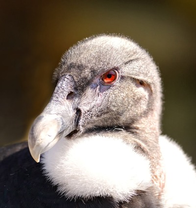 Andean Condor, by Eric Kilby