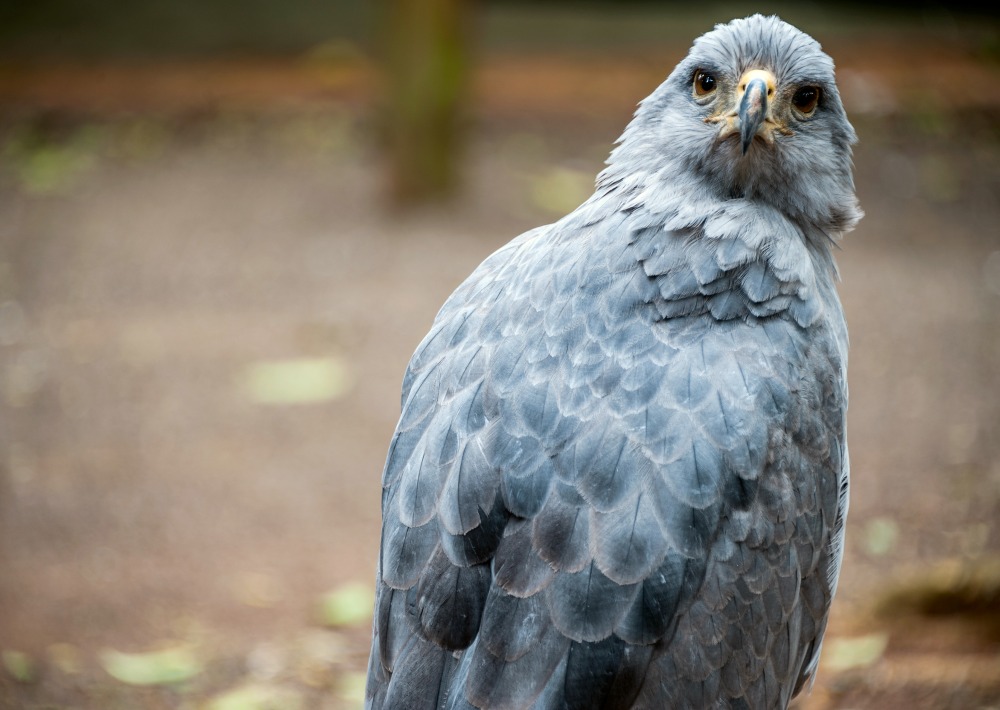 The Endangered Crowned Solitary Eagle