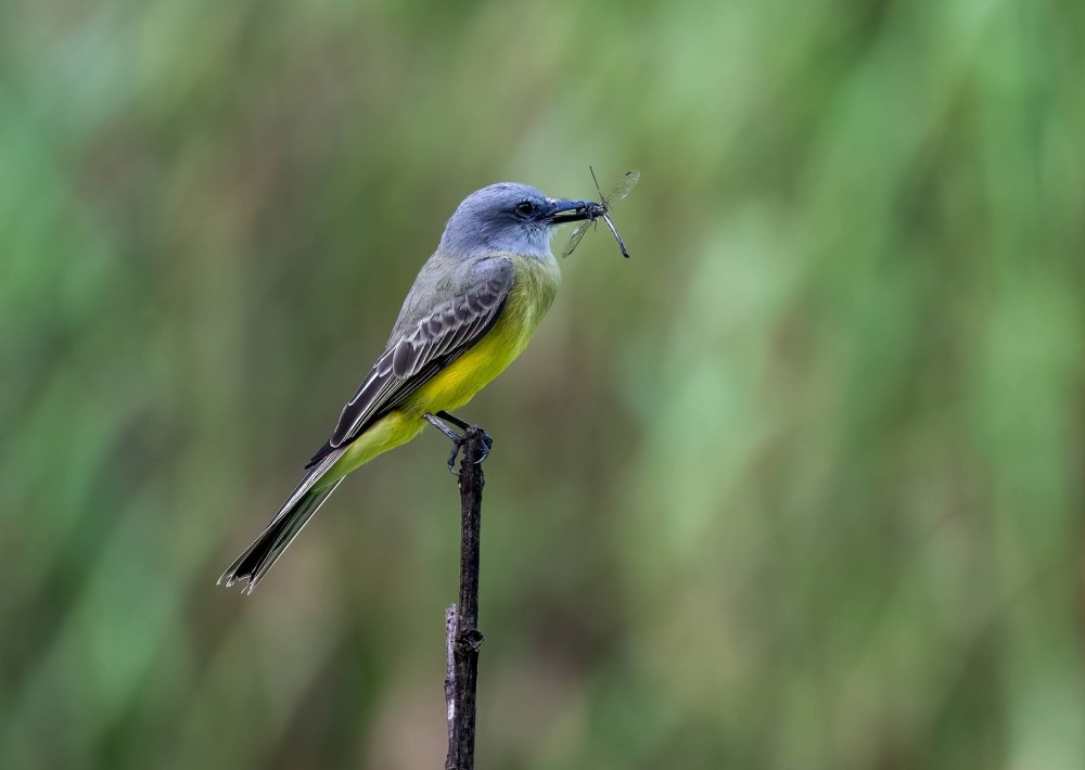 The Tropical Kingbird, photo by Jes Lefcourt