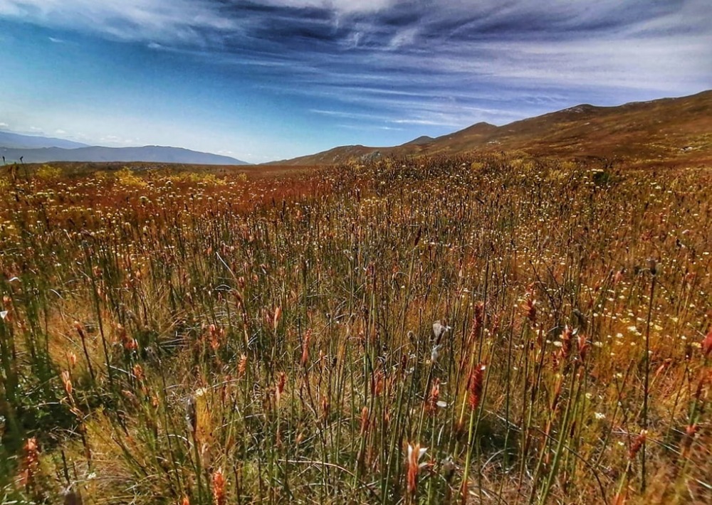 Ferricrete habitat, a Critically Endangered ecosystem, by EWT